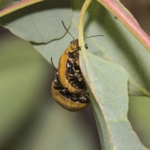 Paropsisterna cloelia at Hawker, ACT - 5 Feb 2019