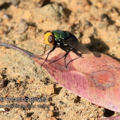 Amenia sp. (genus) (Yellow-headed Blowfly) at Kioloa, NSW - 31 Jan 2019 by Charles Dove