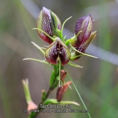 Cryptostylis erecta (Bonnet Orchid) at Ulladulla, NSW - 29 Jan 2019 by CharlesDove