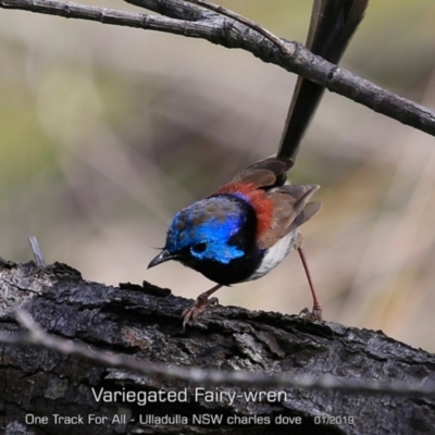 Malurus lamberti (Variegated Fairywren) at Ulladulla, NSW - 28 Jan 2019 by CharlesDove