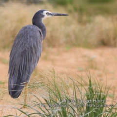 Egretta novaehollandiae (White-faced Heron) at Culburra Beach, NSW - 30 Jan 2019 by CharlesDove