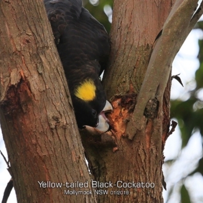Zanda funerea (Yellow-tailed Black-Cockatoo) at Mollymook Beach, NSW - 28 Jan 2019 by CharlesDove