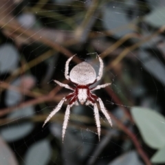 Hortophora sp. (genus) (Garden orb weaver) at Majura, ACT - 2 Feb 2019 by jb2602