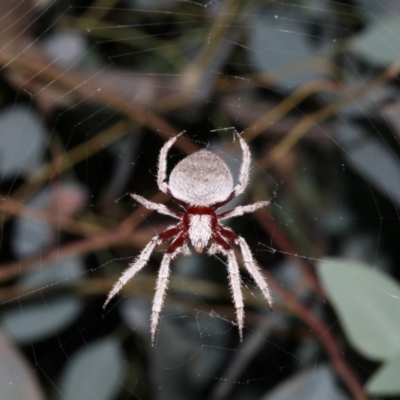 Hortophora sp. (genus) (Garden orb weaver) at Majura, ACT - 2 Feb 2019 by jbromilow50