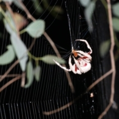 Hortophora sp. (genus) at Majura, ACT - 2 Feb 2019 08:26 PM