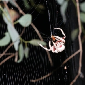 Hortophora sp. (genus) at Majura, ACT - 2 Feb 2019