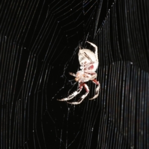 Hortophora sp. (genus) at Majura, ACT - 2 Feb 2019 08:26 PM