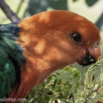 Alisterus scapularis (Australian King-Parrot) at Hughes, ACT - 3 Feb 2019 by JonSteinbeck