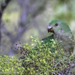 Alisterus scapularis at Hughes, ACT - 3 Feb 2019 08:14 AM