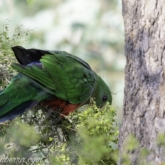 Alisterus scapularis at Hughes, ACT - 3 Feb 2019 08:14 AM