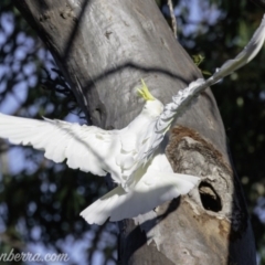 Cacatua galerita (Sulphur-crested Cockatoo) at Deakin, ACT - 3 Feb 2019 by JonSteinbeck