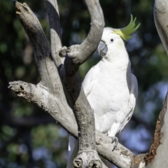 Cacatua galerita at Deakin, ACT - 3 Feb 2019