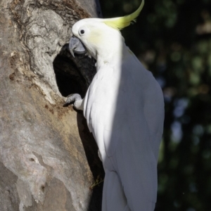 Cacatua galerita at Deakin, ACT - 3 Feb 2019