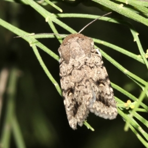 Proteuxoa capularis at Ainslie, ACT - 2 Feb 2019