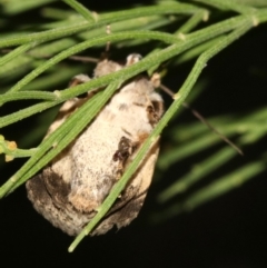 Proteuxoa capularis at Ainslie, ACT - 2 Feb 2019