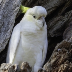Cacatua galerita (Sulphur-crested Cockatoo) at Deakin, ACT - 3 Feb 2019 by JonSteinbeck