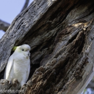 Cacatua galerita at Deakin, ACT - 3 Feb 2019 09:08 AM