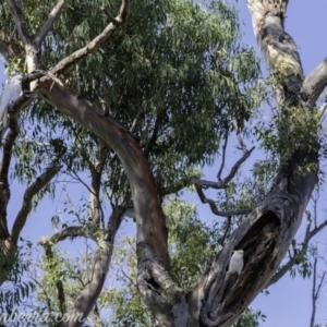 Cacatua galerita at Deakin, ACT - 3 Feb 2019 09:08 AM