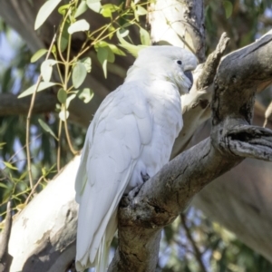 Cacatua galerita at Deakin, ACT - 3 Feb 2019