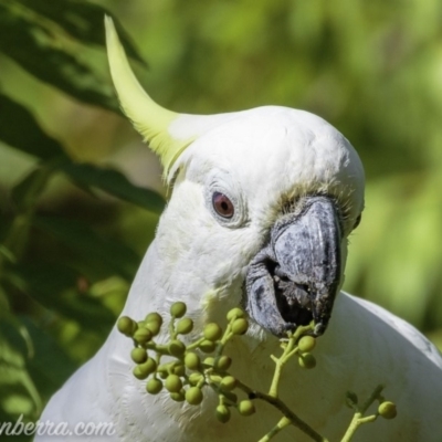 Cacatua galerita (Sulphur-crested Cockatoo) at Hughes, ACT - 3 Feb 2019 by JonSteinbeck