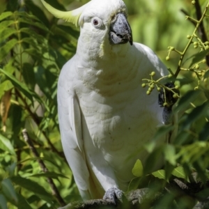 Cacatua galerita at Hughes, ACT - 3 Feb 2019