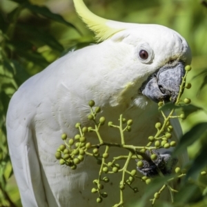 Cacatua galerita at Hughes, ACT - 3 Feb 2019 09:18 AM