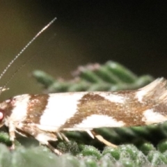 Macrobathra desmotoma ( A Cosmet moth) at Ainslie, ACT - 2 Feb 2019 by jb2602