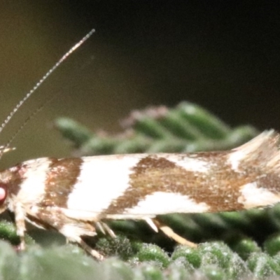 Macrobathra desmotoma ( A Cosmet moth) at Ainslie, ACT - 2 Feb 2019 by jbromilow50