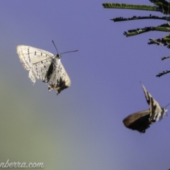 Jalmenus ictinus (Stencilled Hairstreak) at Deakin, ACT - 2 Feb 2019 by BIrdsinCanberra