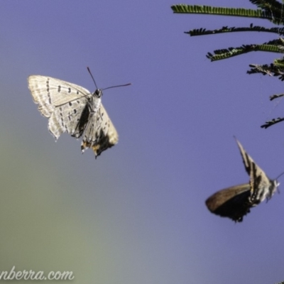 Jalmenus ictinus (Stencilled Hairstreak) at Deakin, ACT - 2 Feb 2019 by BIrdsinCanberra