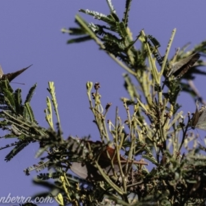 Jalmenus ictinus at Deakin, ACT - 3 Feb 2019