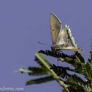 Jalmenus ictinus at Deakin, ACT - 3 Feb 2019 08:50 AM