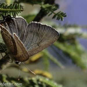 Jalmenus ictinus at Deakin, ACT - 3 Feb 2019