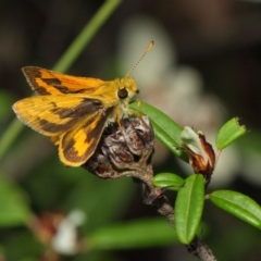 Ocybadistes walkeri at Acton, ACT - 5 Feb 2019