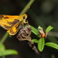 Ocybadistes walkeri at Acton, ACT - 5 Feb 2019