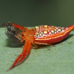 Arkys walckenaeri (Triangle spider) at Acton, ACT - 5 Feb 2019 by TimL