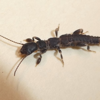 Metoligotoma sp. (genus) (Webspinner) at Kambah, ACT - 5 Feb 2019 by HarveyPerkins