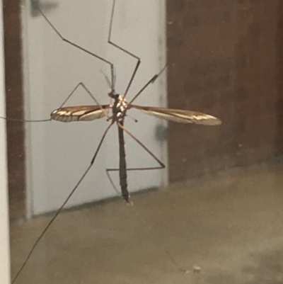 Tipuloidea sp. (superfamily) (Crane Fly) at Paddys River, ACT - 5 Feb 2019 by davobj