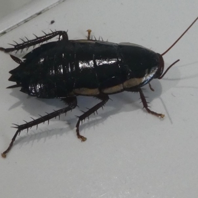 Drymaplaneta communis (Eastern Wood Runner, Common Shining Cockroach) at Kambah, ACT - 6 Feb 2019 by HarveyPerkins