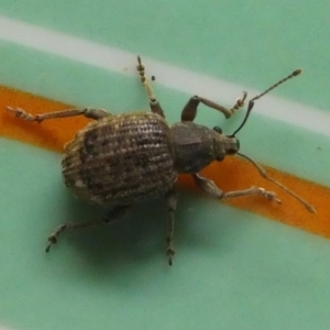 Phlyctinus callosus at Kambah, ACT - 4 Feb 2019