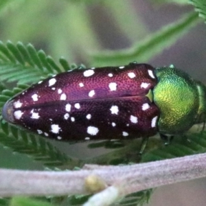 Diphucrania leucosticta at Campbell, ACT - 4 Feb 2019 01:32 PM