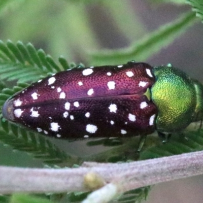 Diphucrania leucosticta (White-flecked acacia jewel beetle) at Campbell, ACT - 4 Feb 2019 by jb2602