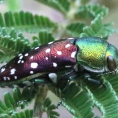 Diphucrania leucosticta at Campbell, ACT - 4 Feb 2019