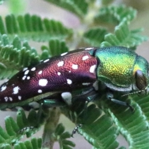 Diphucrania leucosticta at Campbell, ACT - 4 Feb 2019