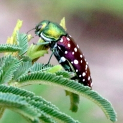 Diphucrania leucosticta at Campbell, ACT - 4 Feb 2019