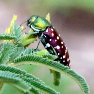 Diphucrania leucosticta at Campbell, ACT - 4 Feb 2019