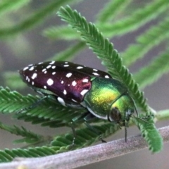 Diphucrania leucosticta at Campbell, ACT - 4 Feb 2019