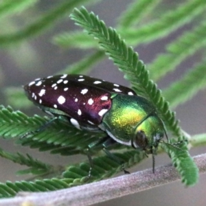 Diphucrania leucosticta at Campbell, ACT - 4 Feb 2019 01:32 PM