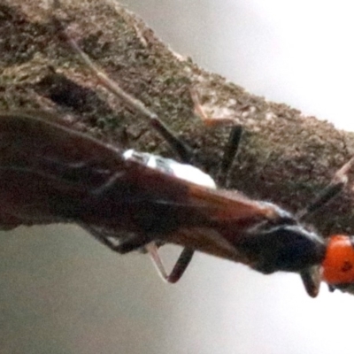 Callibracon capitator (White Flank Black Braconid Wasp) at Ainslie, ACT - 4 Feb 2019 by jbromilow50