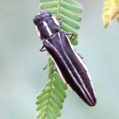 Agrilus hypoleucus (Hypoleucus jewel beetle) at Ainslie, ACT - 4 Feb 2019 by jb2602